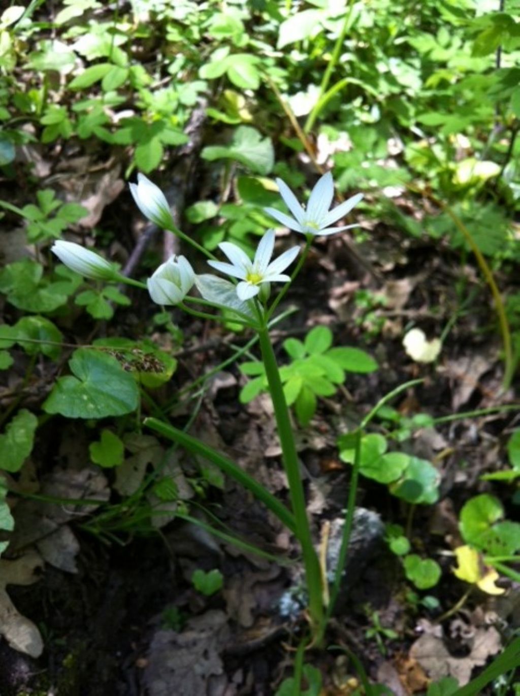 Allium pendulinum